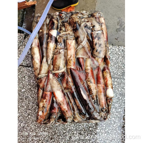 Frozen Squid Sthenoteuthis Oualaniensis 0-100g